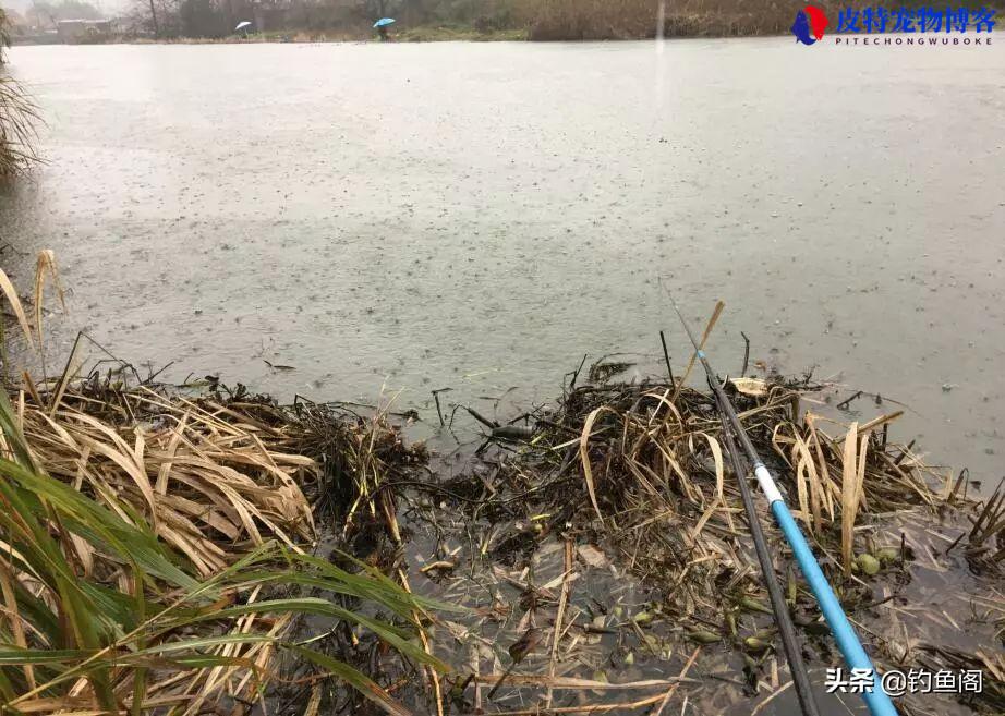 猪肝能钓到什么鱼?在山河里，臭猪肝与鲜猪肝哪个钓鲶鱼好