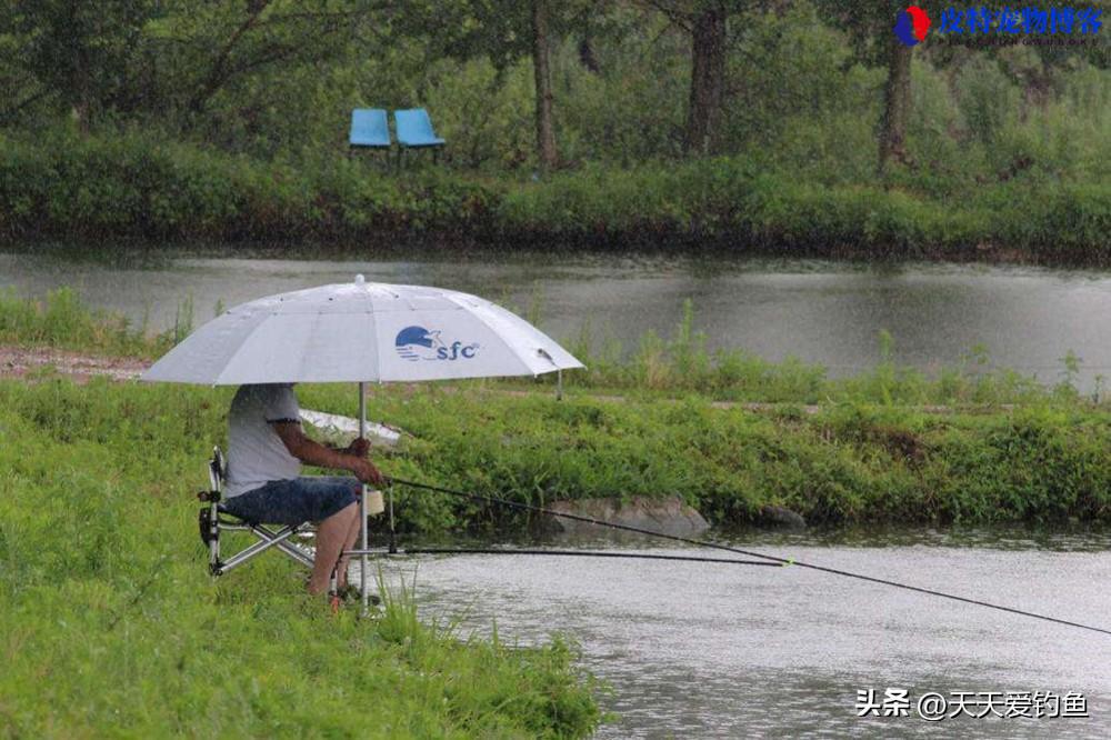 雨天钓鱼下雨天更容易钓到鱼吗，下雨钓鱼最佳方法