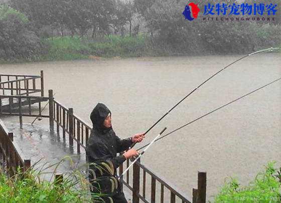 下一晚雨后好钓鱼吗为什么，下雨天钓鱼有什么技巧和方法