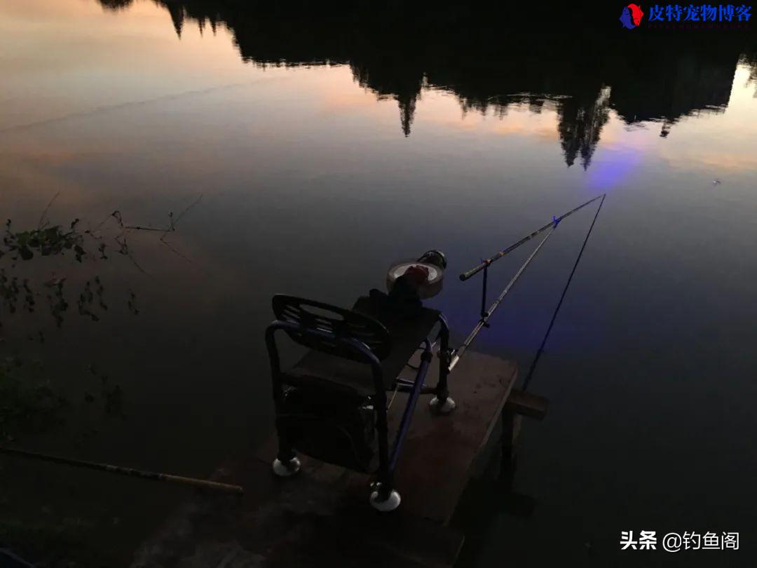 夏季夜钓什么时候上鱼最佳时间和水温，夜钓鲫鱼方法与技巧什么时候拉杆