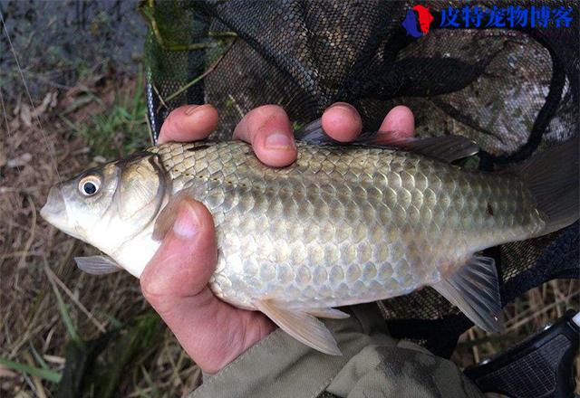 为什么调好的浮漂到位后又会下沉，钓鲫鱼调漂调几目钓几目最好