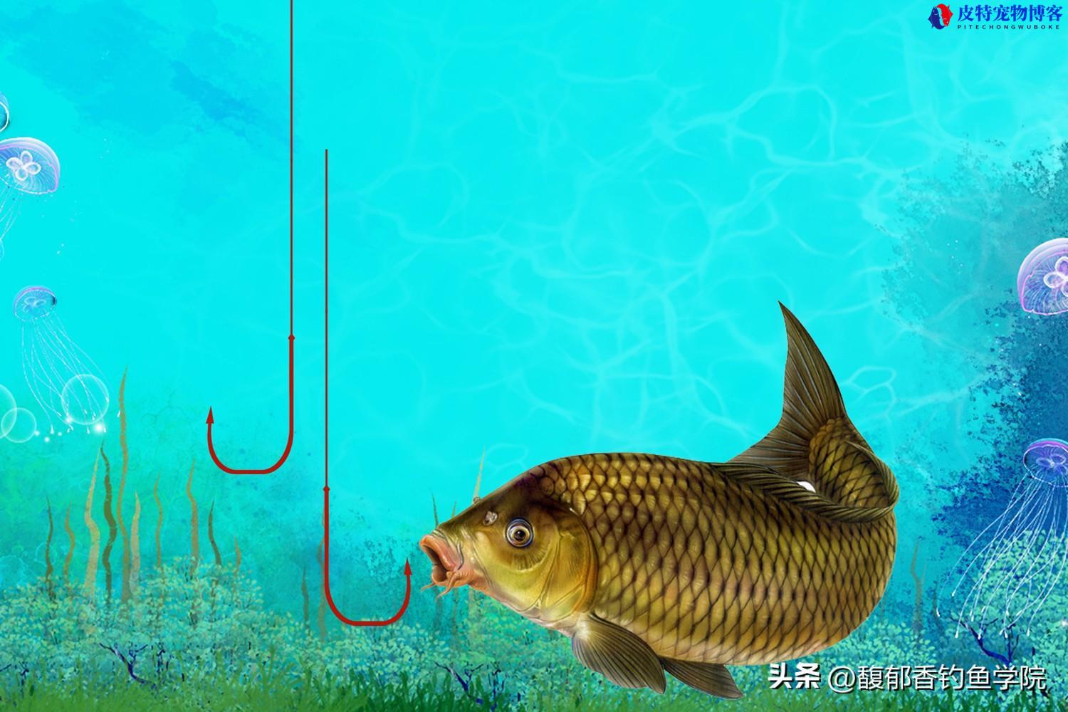 钓鱼鱼钩是沉底还是悬空，钓鲫鱼鱼钩离水底的最佳距离