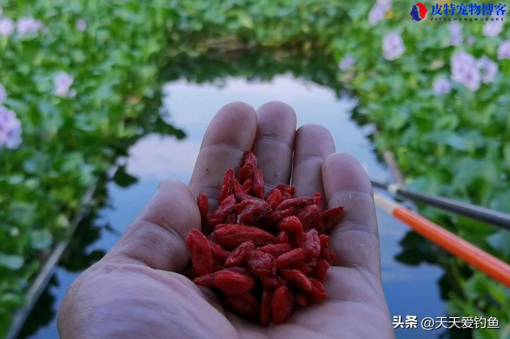 黑坑草鱼用什么鱼饵最好钓，草鱼喜欢吃什么味型的饵料