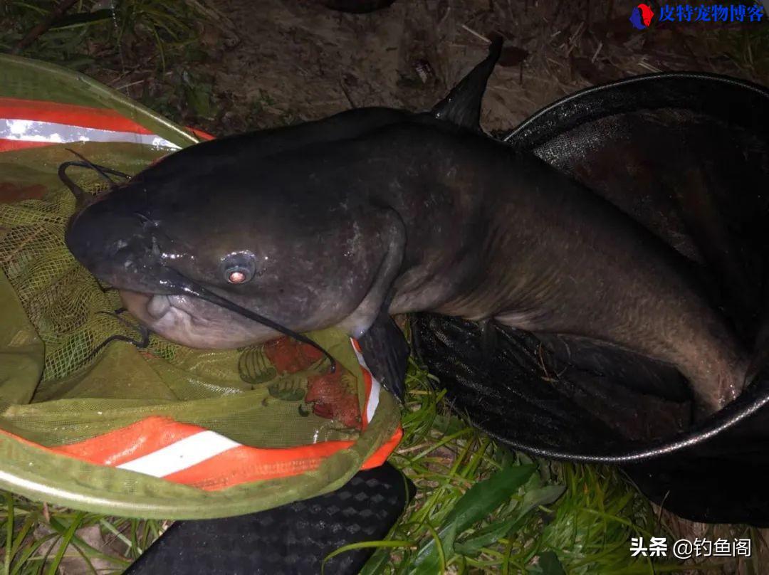 夏季夜钓什么时候上鱼最佳时间和水温，夜钓鲫鱼方法与技巧什么时候拉杆