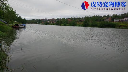 下一晚雨后好钓鱼吗为什么，下雨天钓鱼有什么技巧和方法