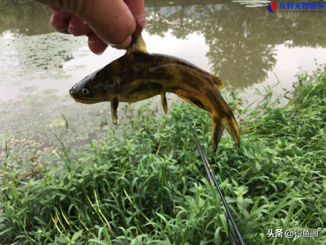 昂刺鱼钓法与选钓点，昂刺鱼钓鱼技巧大全