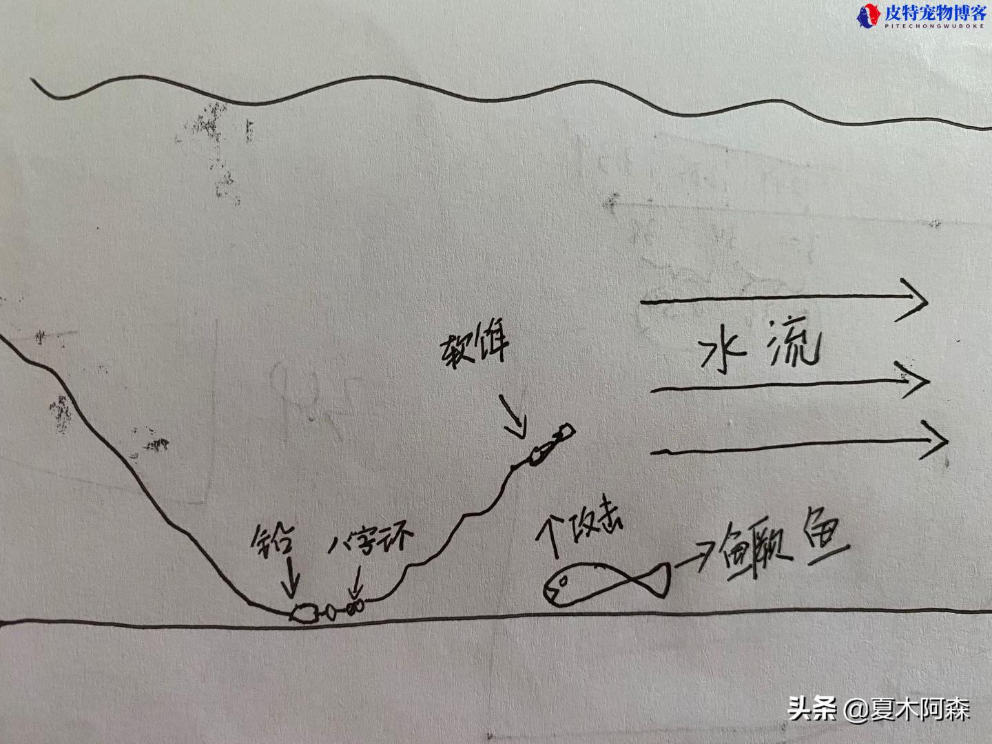 钓鳜鱼口诀技巧和方法，倒钓和德州哪个钓鳜鱼好用