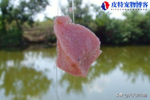 夏天钓鲢鳙钓多深最好什什么时候钓好，夏季钓鲢鳙方法技巧和方法