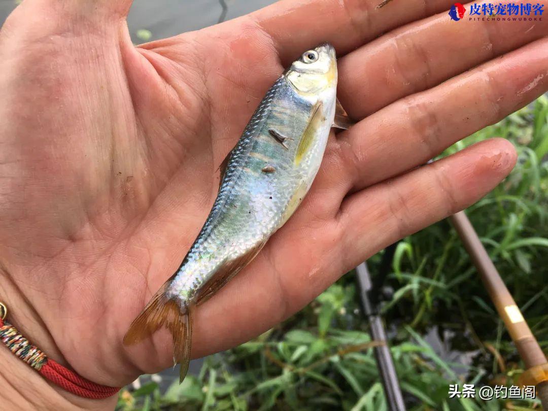 夏天钓鱼用腥还是用香,用什么鱼饵好，用果酸真的有效吗