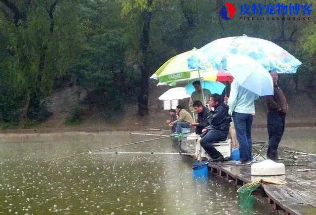 下一晚雨后好钓鱼吗为什么，下雨天钓鱼有什么技巧和方法