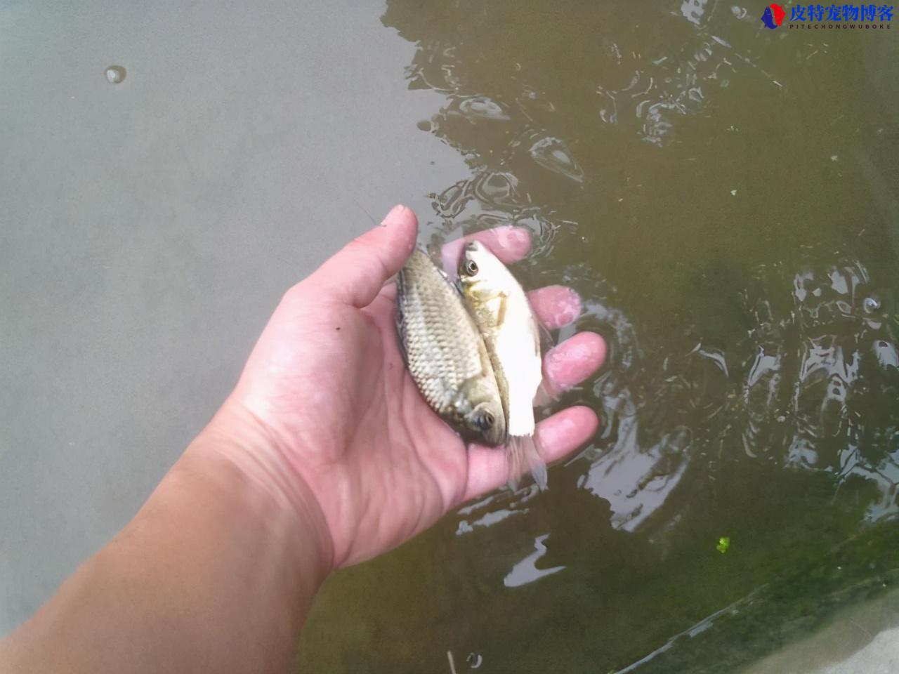 夏天用什么饵料钓鲫鱼好，钓鲫鱼用香饵还是用腥呢