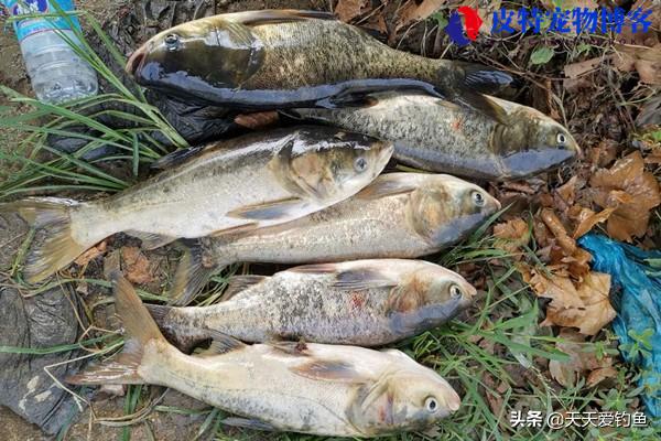 夏天钓鲢鳙钓多深最好什什么时候钓好，夏季钓鲢鳙方法技巧和方法