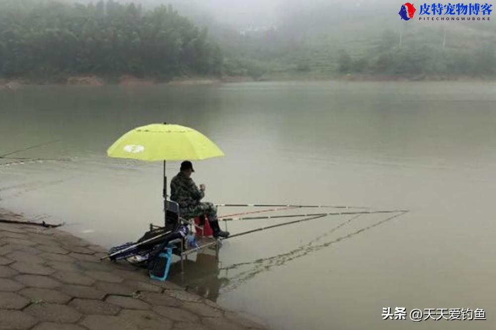 天热钓鱼钓深水还是浅水,用腥味还是香味，大鲫鱼一般都藏在多深的地方