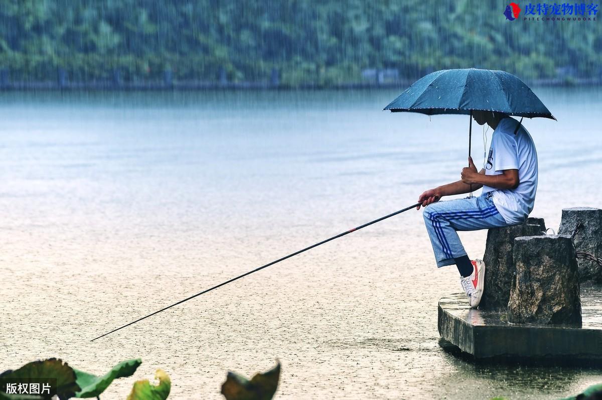 夏天下雨前钓鱼好不好钓到鱼，下雨天钓鱼有什么技巧和方法