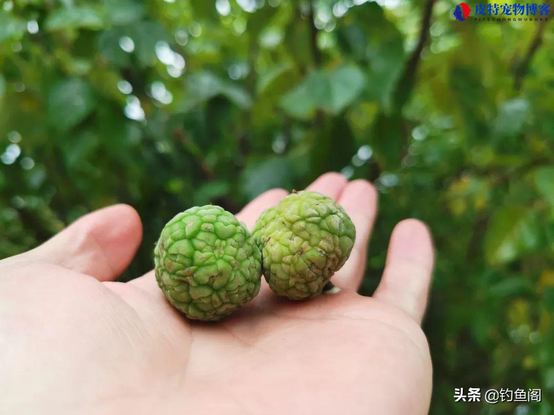 肥水钓草鱼用什么饵最好用，草鱼最爱吃的10种食物草鱼怎么钓