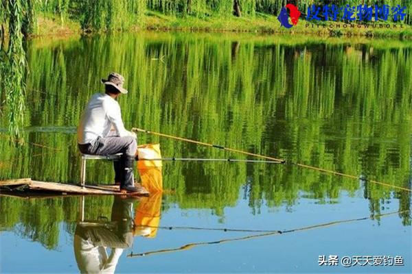 夏天钓鲢鳙钓多深最好什什么时候钓好，夏季钓鲢鳙方法技巧和方法