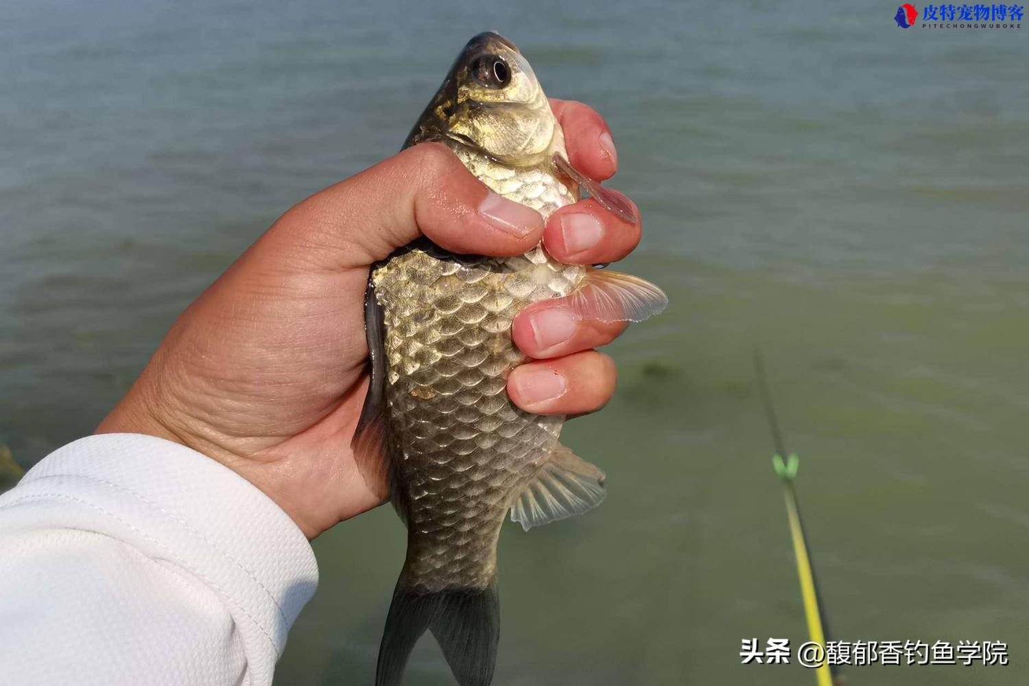 夏天钓鲫鱼的最佳时间及方法，为什么鲫鱼不开口用什么味料