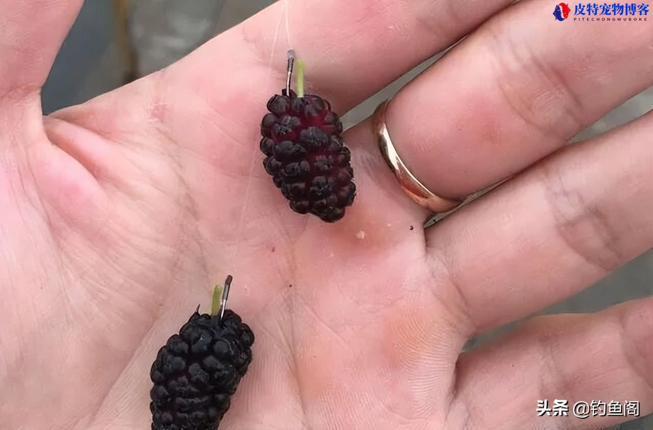 肥水钓草鱼用什么饵最好用，草鱼最爱吃的10种食物草鱼怎么钓