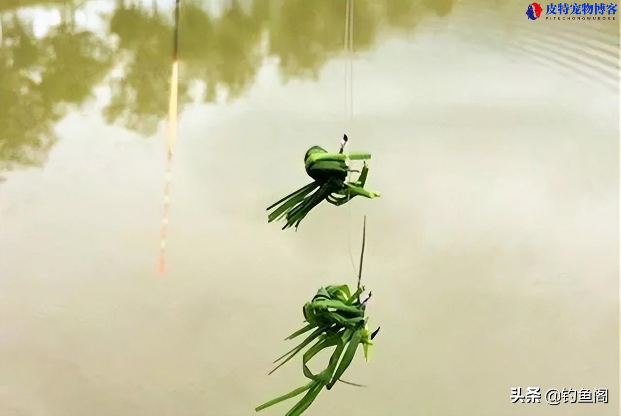 肥水钓草鱼用什么饵最好用，草鱼最爱吃的10种食物草鱼怎么钓