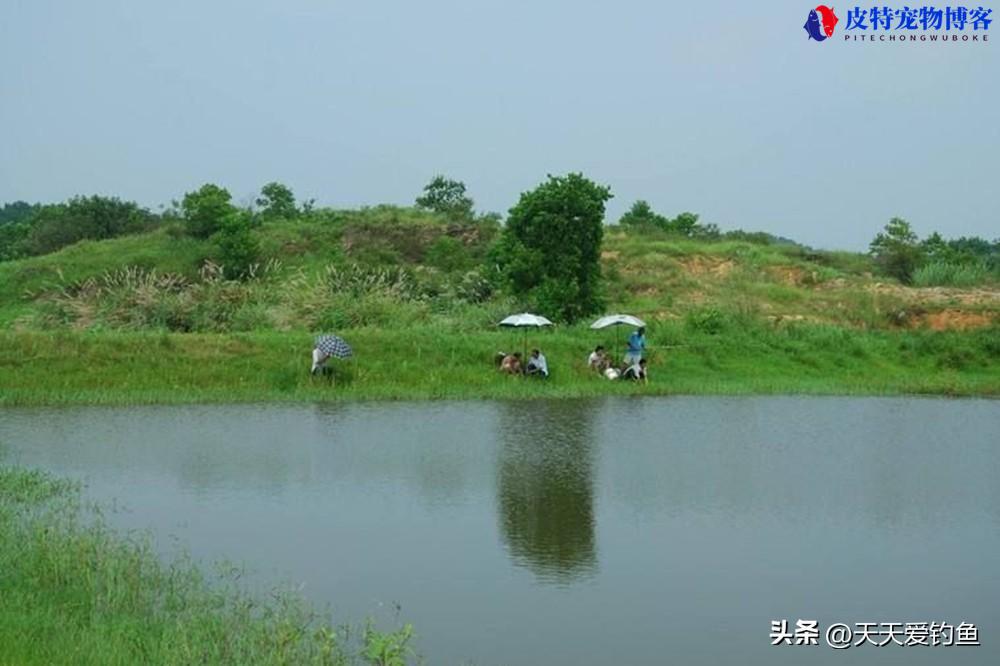 雨天钓鱼下雨天更容易钓到鱼吗，下雨钓鱼最佳方法