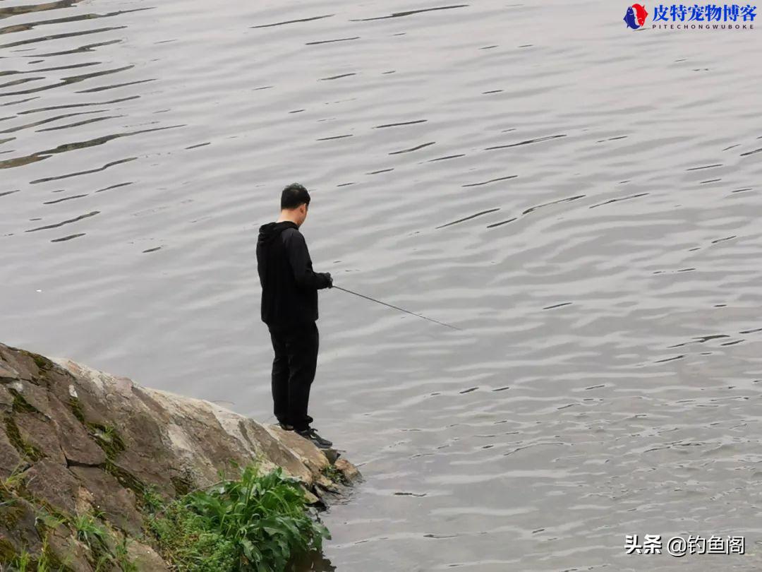 路亚可以钓鲤鱼和鲫鱼吗，可以当手竿钓吗，可以钓什么淡水鱼