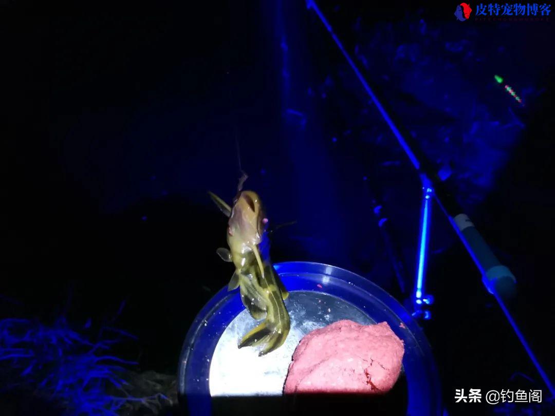 夏季夜钓什么时候上鱼最佳时间和水温，夜钓鲫鱼方法与技巧什么时候拉杆