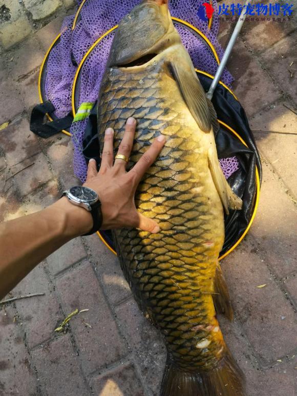 初夏钓鱼钓深水还是浅水好一点，初夏钓多深合适鲫鱼饵料