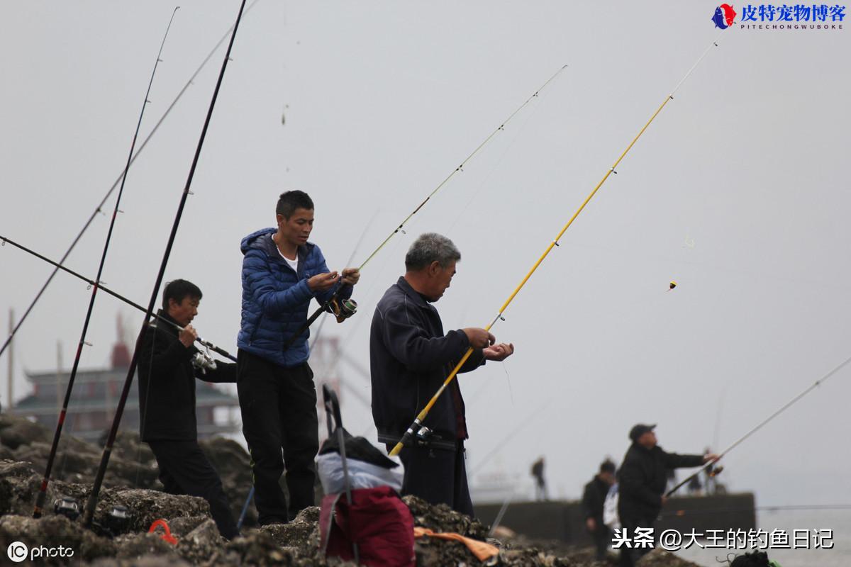 泥鳅打窝钓翘嘴的方法，泥鳅打窝是用死的还是活的