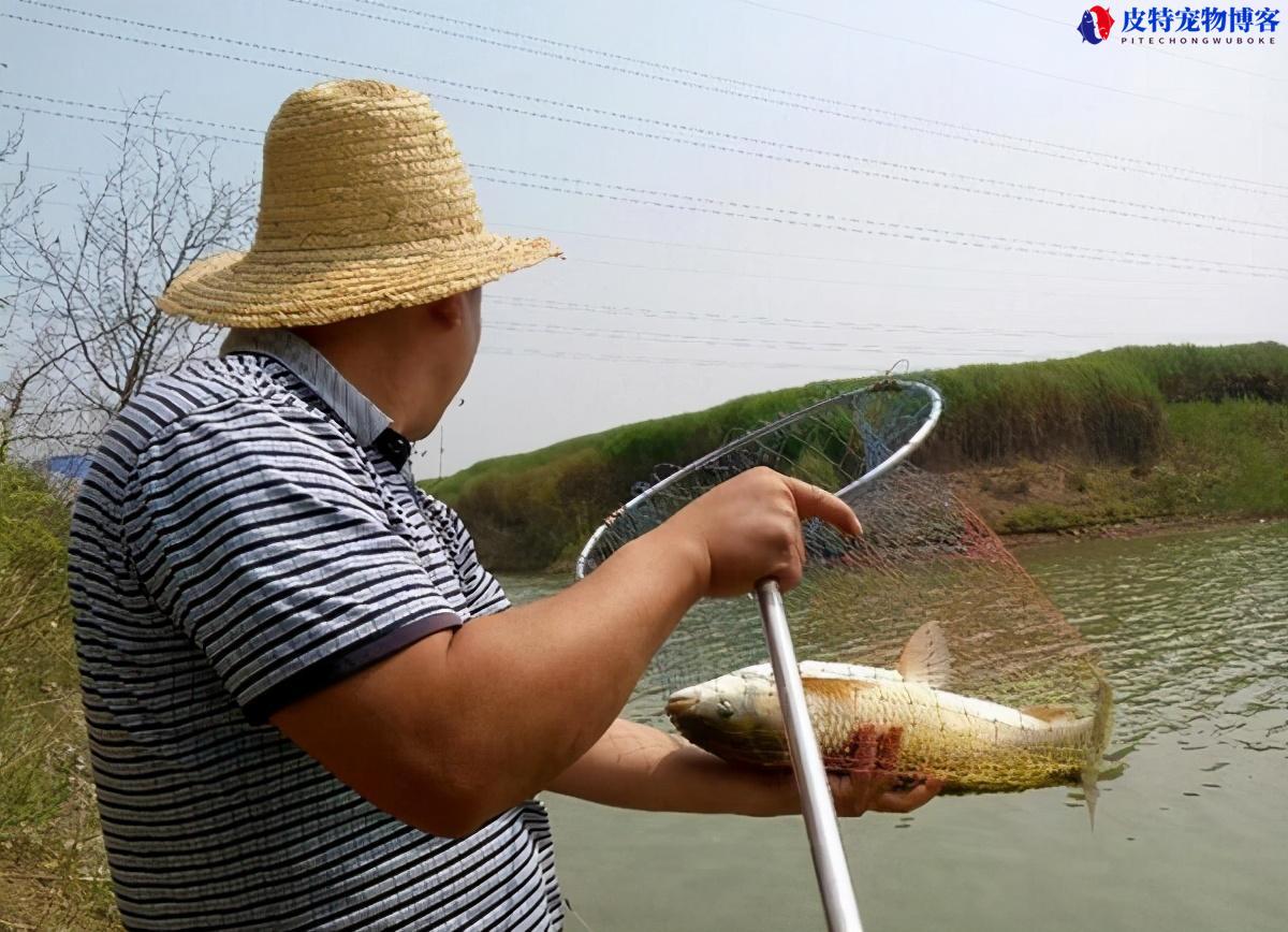 嫩玉米怎么泡制好钓鱼饵料配方，冬季嫩玉米钓鱼泡制方法