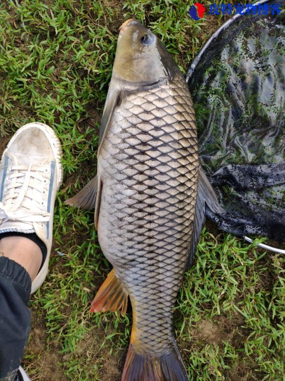 初夏钓鱼钓深水还是浅水好一点，初夏钓多深合适鲫鱼饵料