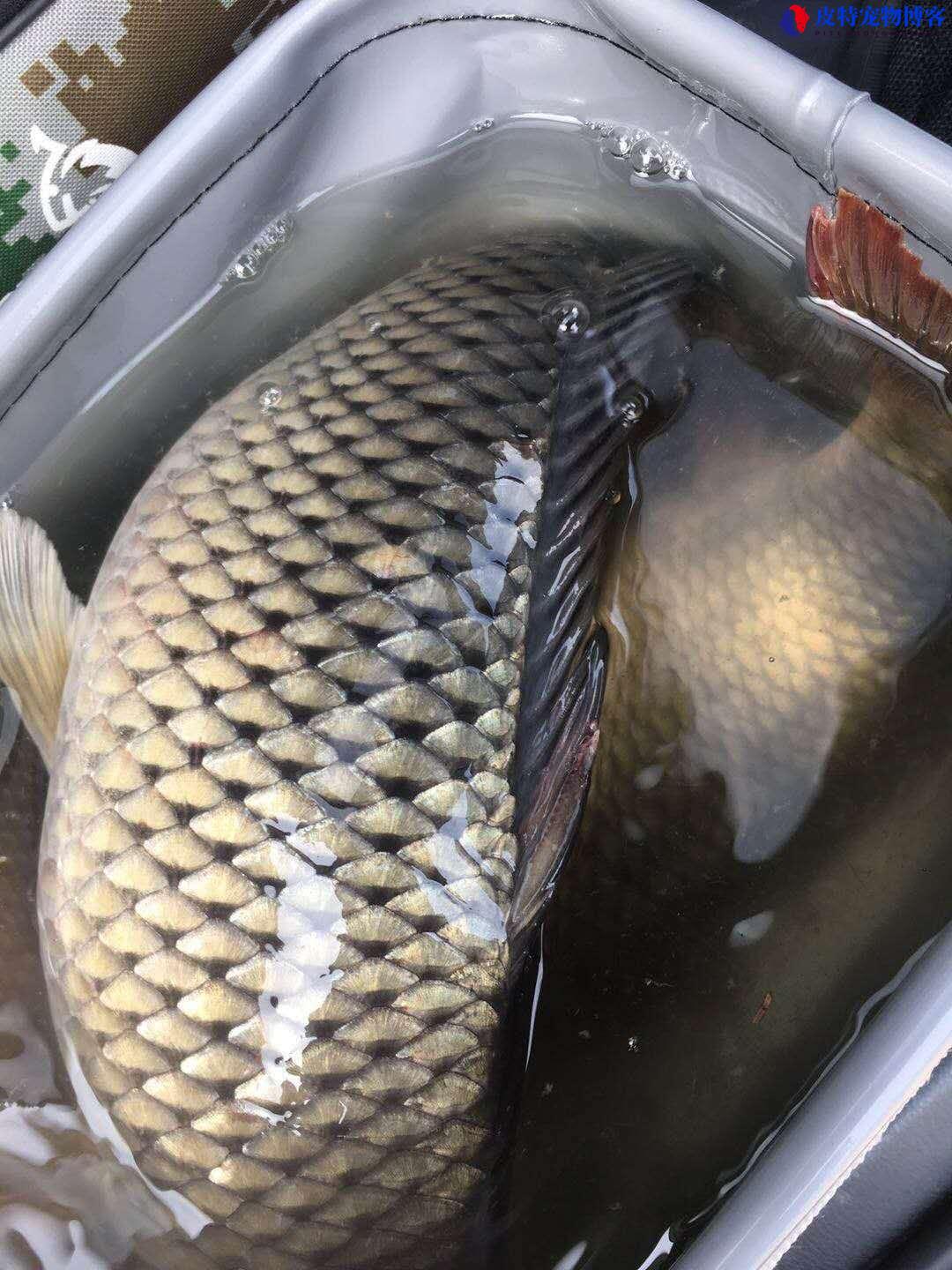 初夏钓鱼钓深水还是浅水好一点，初夏钓多深合适鲫鱼饵料