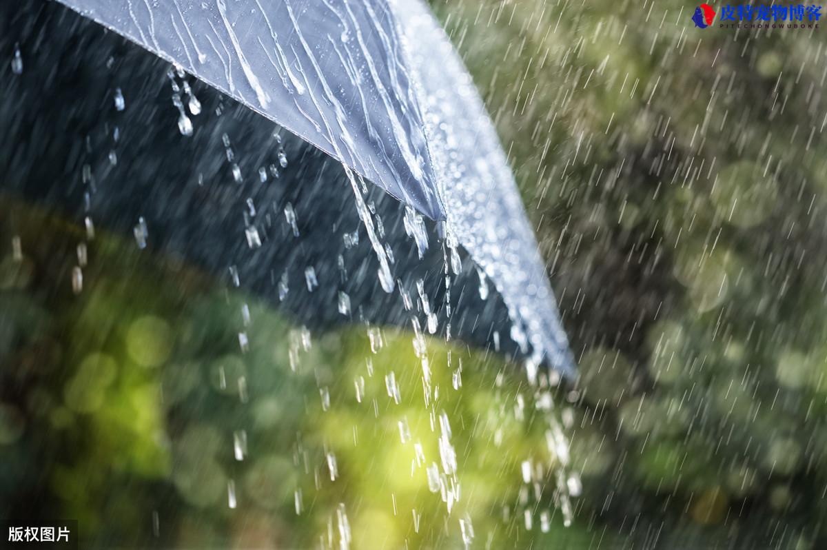 夏天下雨前钓鱼好不好钓到鱼，下雨天钓鱼有什么技巧和方法