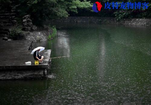 下一晚雨后好钓鱼吗为什么，下雨天钓鱼有什么技巧和方法