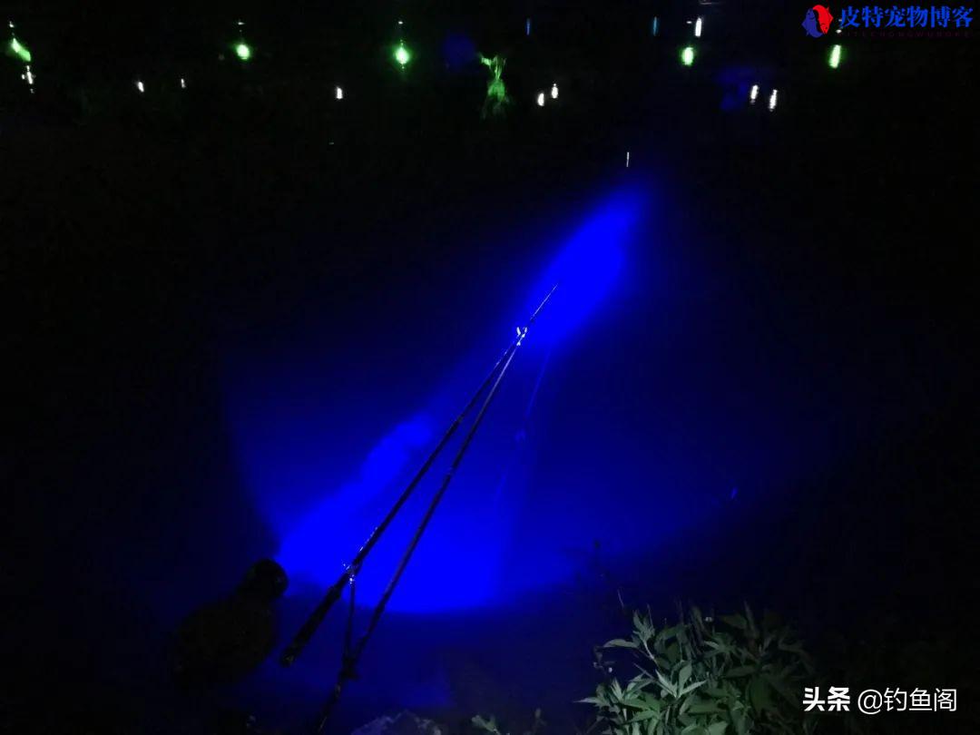 夏季夜钓什么时候上鱼最佳时间和水温，夜钓鲫鱼方法与技巧什么时候拉杆