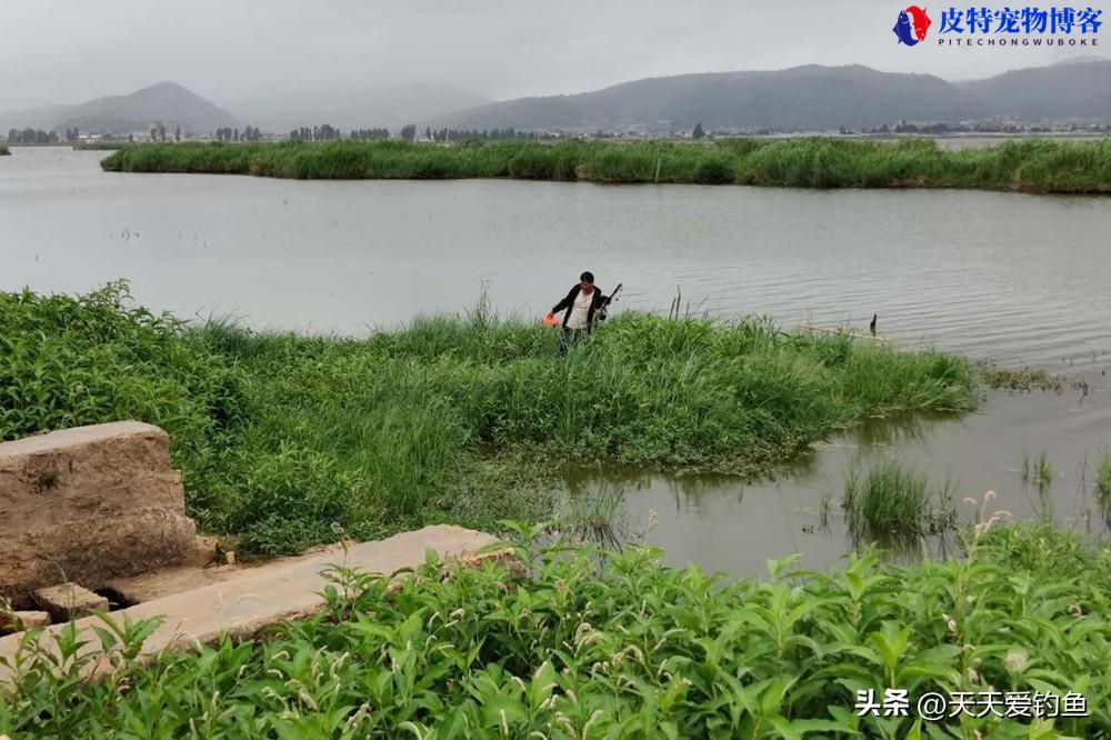 天热钓鱼钓深水还是浅水,用腥味还是香味，大鲫鱼一般都藏在多深的地方