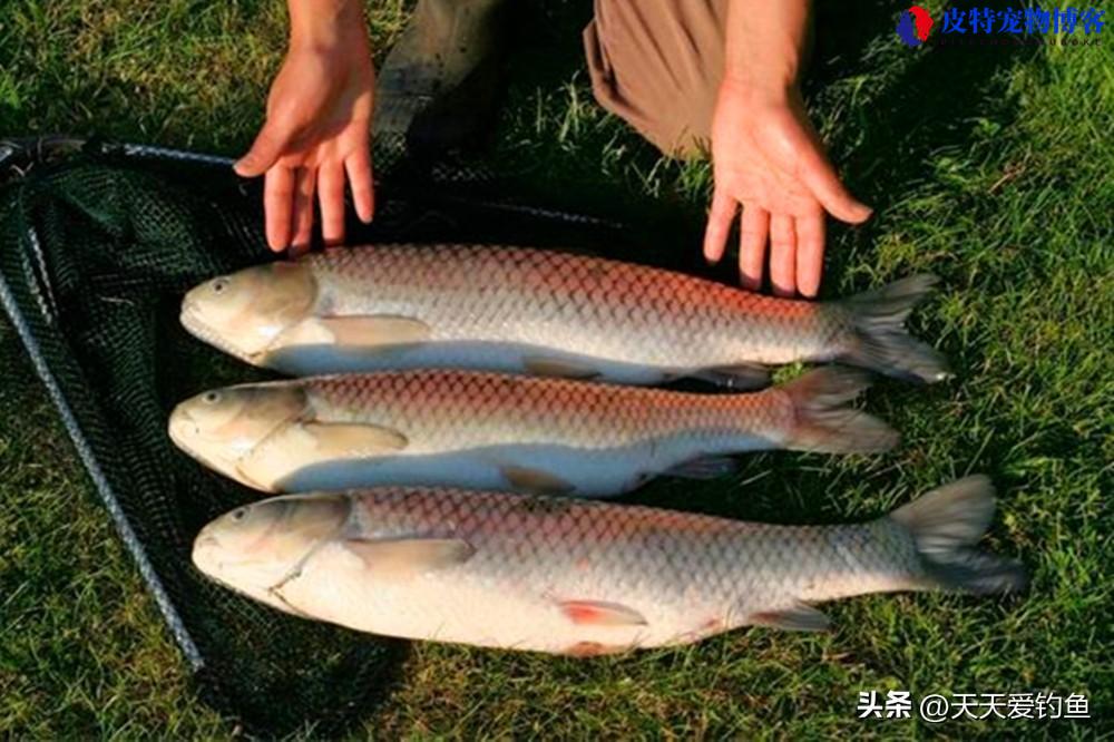 黑坑草鱼用什么鱼饵最好钓，草鱼喜欢吃什么味型的饵料