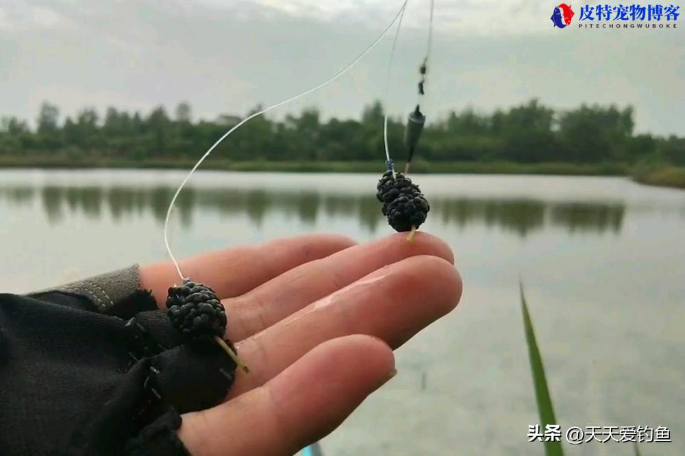 黑坑草鱼用什么鱼饵最好钓，草鱼喜欢吃什么味型的饵料