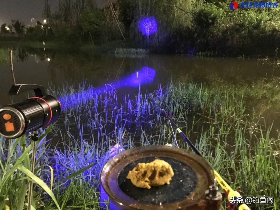 夏季夜钓什么时候上鱼最佳时间和水温，夜钓鲫鱼方法与技巧什么时候拉杆