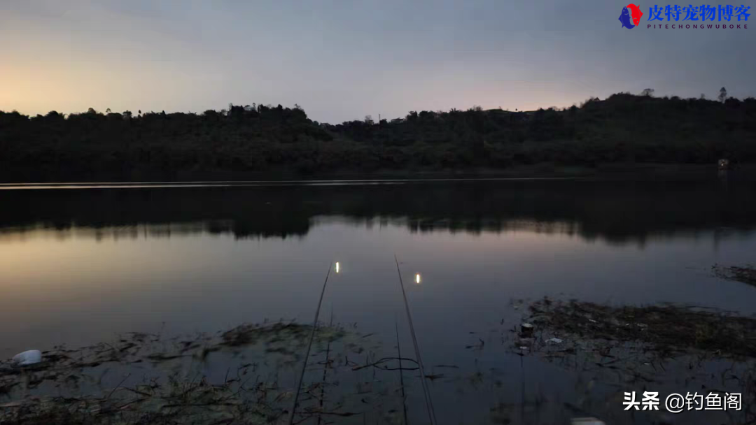 夏季夜钓什么时候上鱼最佳时间和水温，夜钓鲫鱼方法与技巧什么时候拉杆