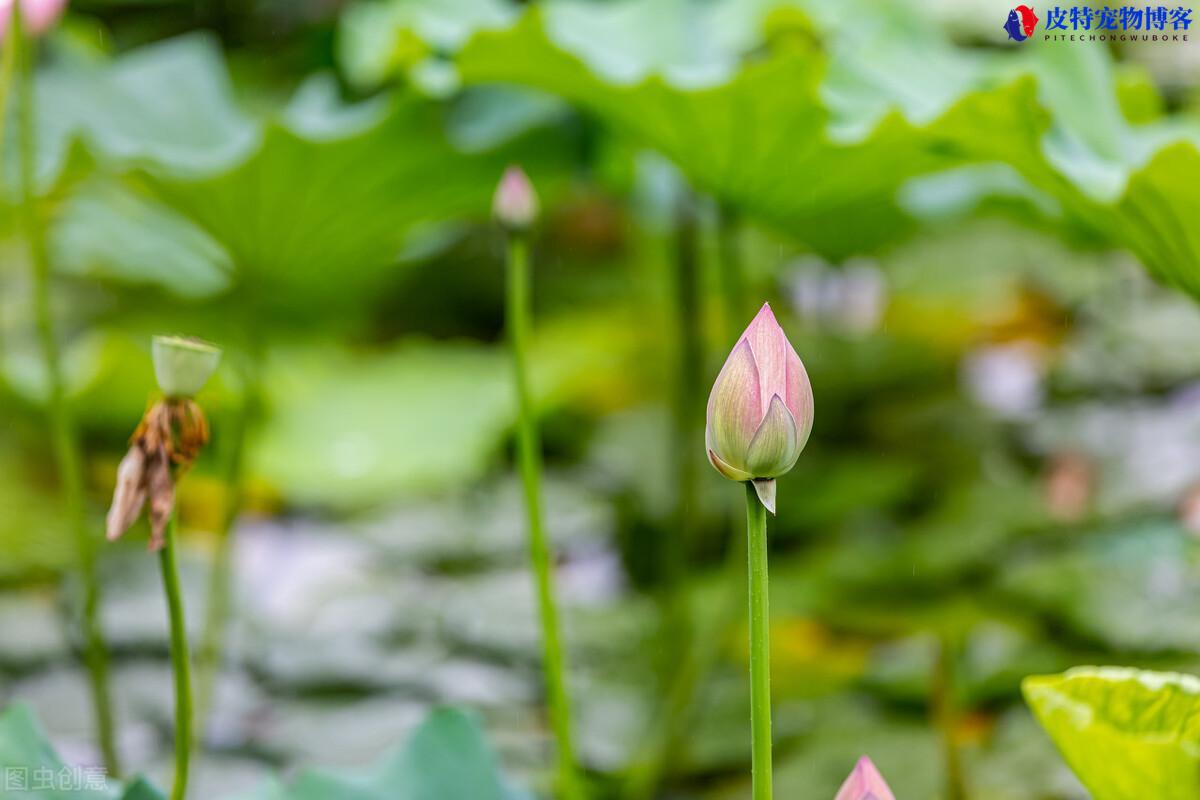 下雨天钓鲢鳙好钓吗北方怎么钓，下雨天如何钓鲢鳙调漂最好