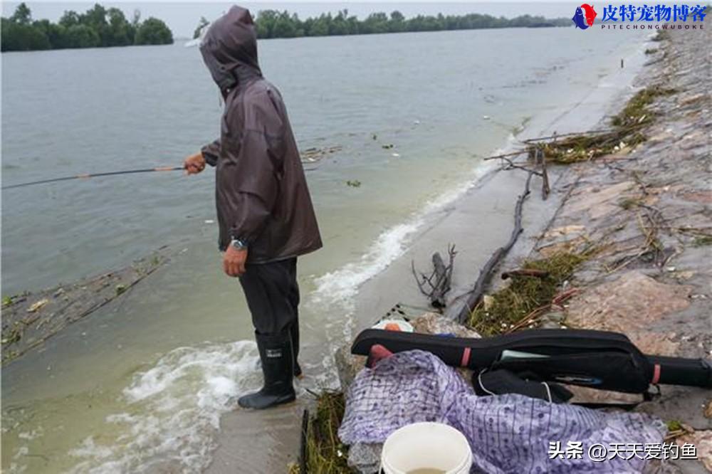 雨天钓鱼下雨天更容易钓到鱼吗，下雨钓鱼最佳方法