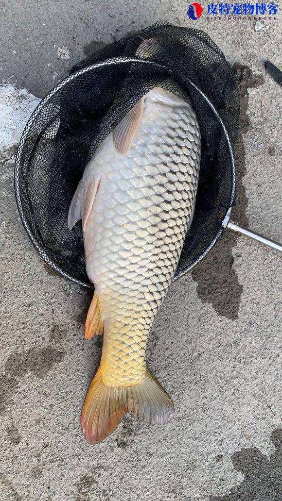 初夏钓鱼钓深水还是浅水好一点，初夏钓多深合适鲫鱼饵料