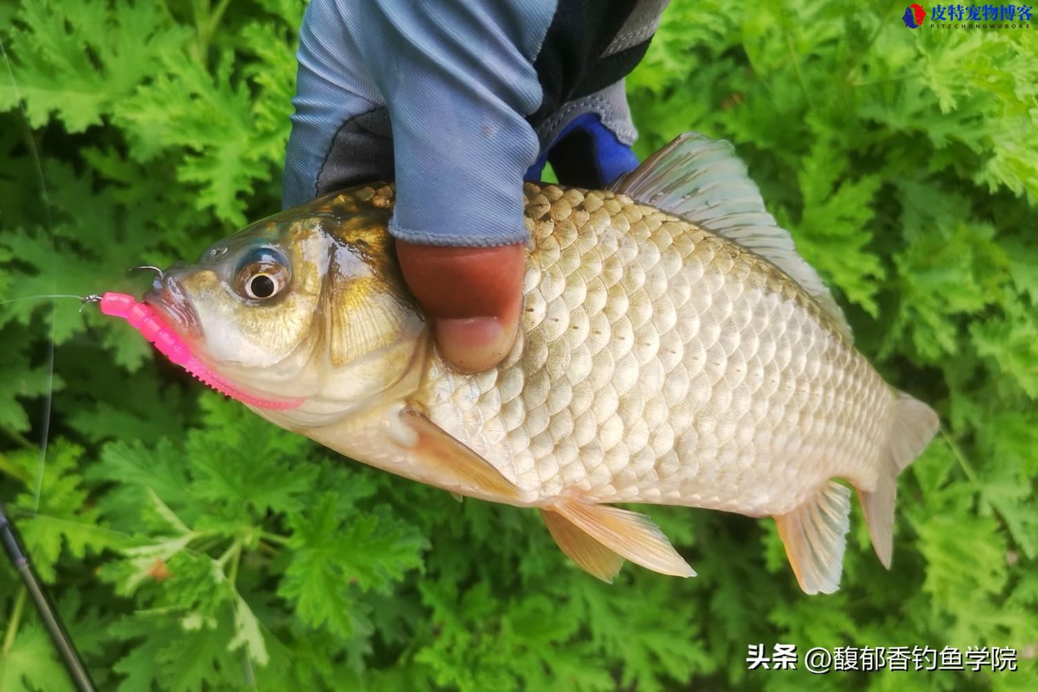 夏天钓鲫鱼的最佳时间及方法，为什么鲫鱼不开口用什么味料