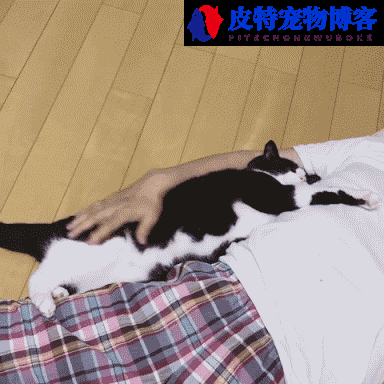 土猫可以活几年寿命,猫咪几岁开始衰老（了解猫寿命及延长方法）