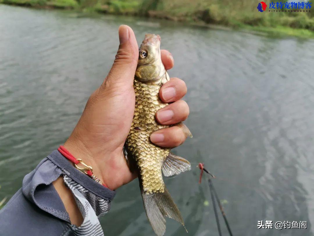 夏季钓鲫鱼用什么饵料效果好一点，钓大鲫鱼饵料搭配方法