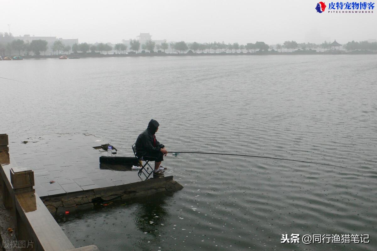 下中雨好钓鱼吗为什么，一边下雨一边钓鱼好钓吗