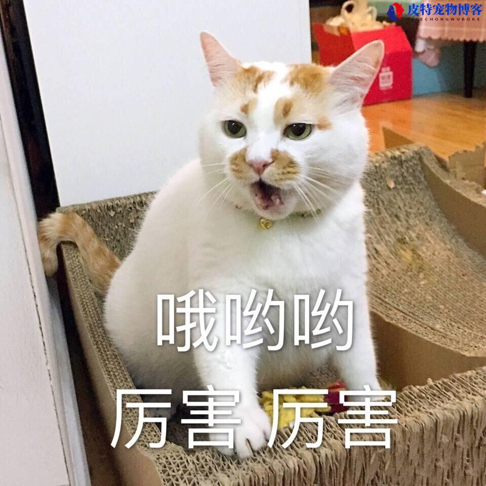 公猫咪嗷呜嗷呜的叫是什么意思,两只猫玩闹一只猫叫（探究猫语言含义）