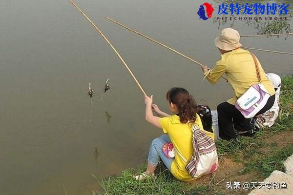 龙虾怎么钓才能钓的多一点，用什么饵料最好，龙虾钓法大全