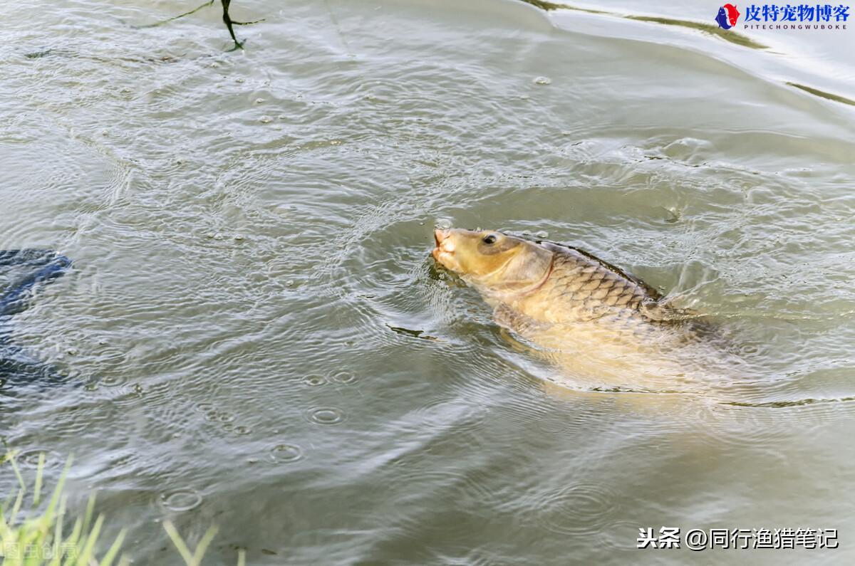 1.0子线能钓多大的鱼，1.0子线钓鲫鱼合适吗