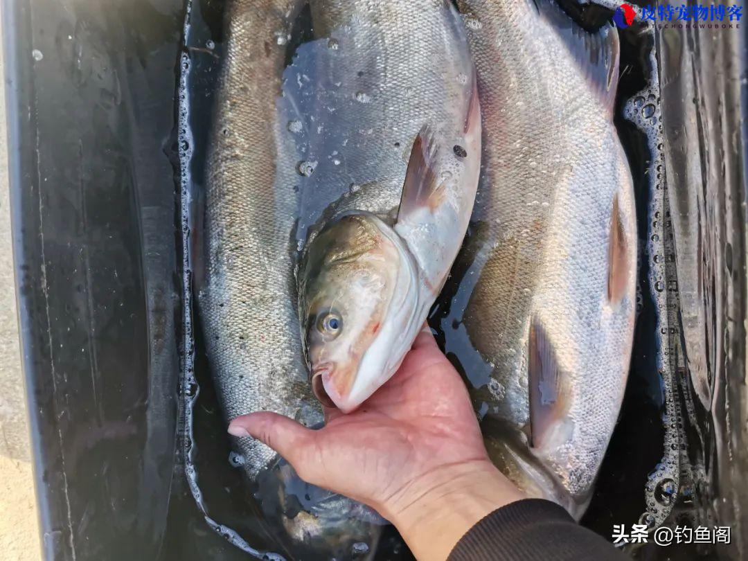 钓鲢鳙用什么钩子比较好，用什么饵料最好，用多长的鱼竿最合适